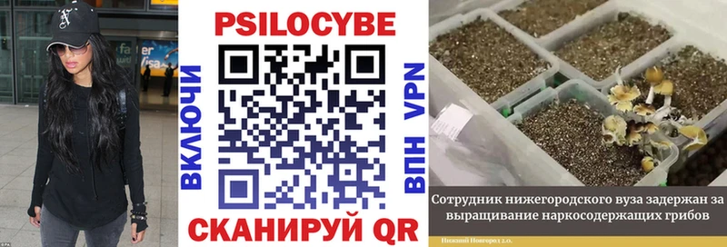Купить  Ефремов  Псилоцибиновые грибы Cubensis 